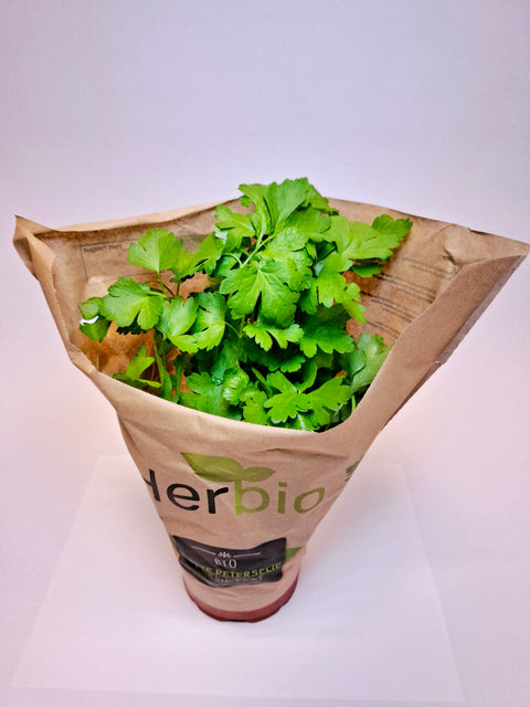 Persil Plat CAT I 2PC BE