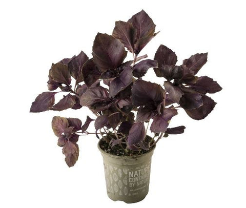 Basilic Rouge CAT I 2PC BE