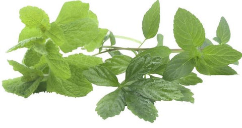 Herbes à Thé CAT I 2PC BE