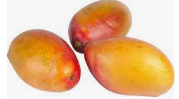 Mangue Kent CAT I 10PC PE