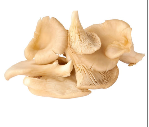 Pleurotte Vrac CAT I NL 250g