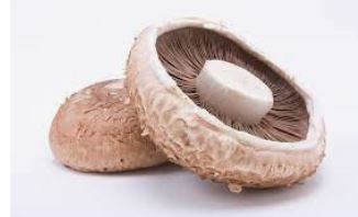 Portobello Pot CAT I 150g NL