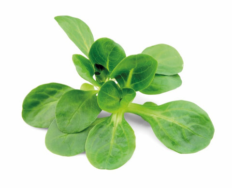 Salade de Ble CAT II FR 250g